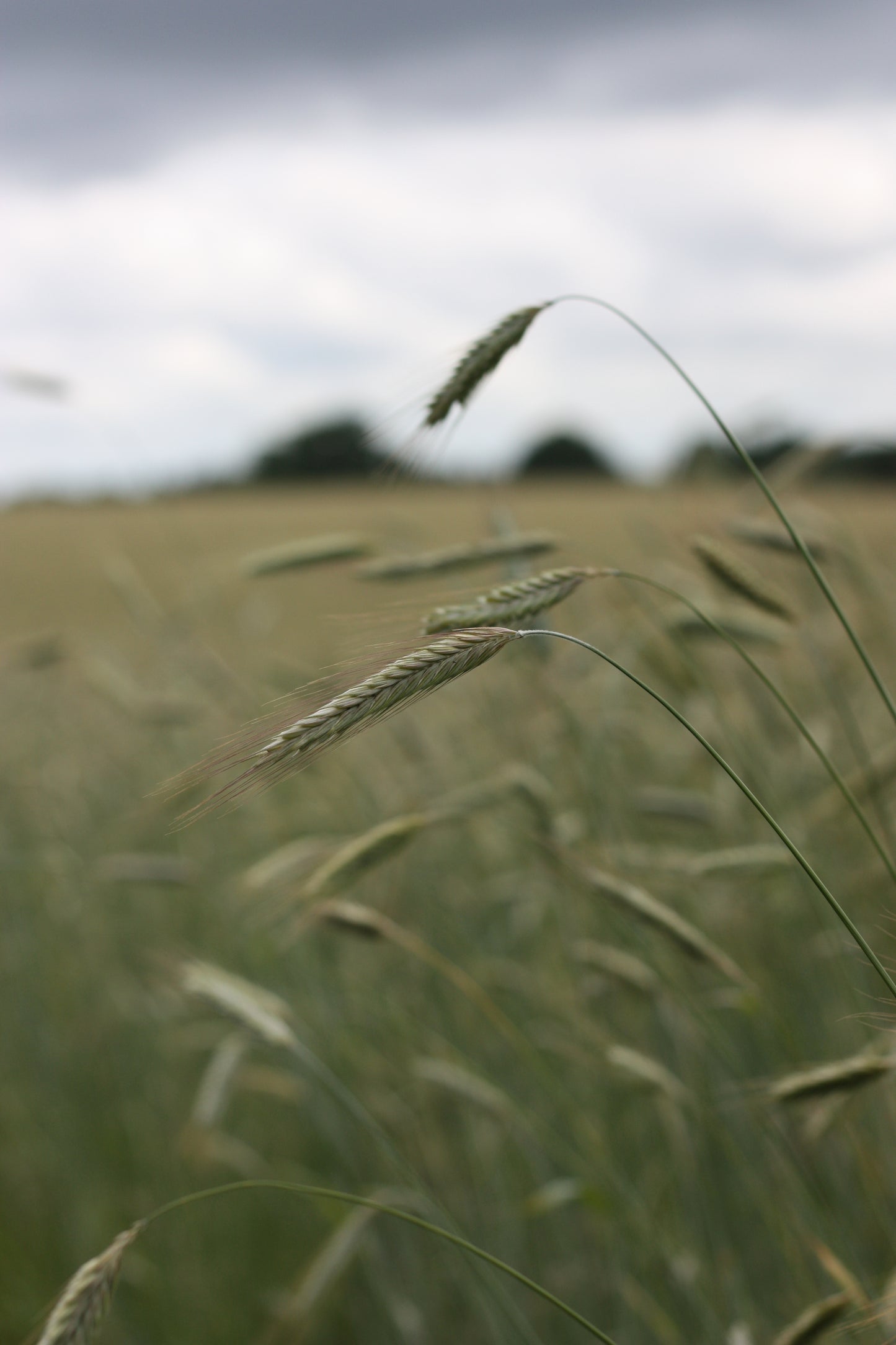 PIVERT - Organic Pilsner